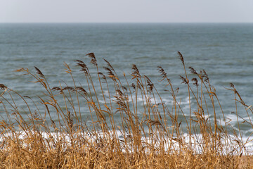 swaying reeds in the wind at the seaside