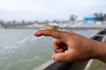 white shrimp, Litopenaeus vannamei, with a background of a cultivation pond
