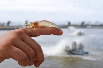 white shrimp, Litopenaeus vannamei, with a background of a cultivation pond