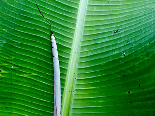 Banana leaves are the leaves of the banana plant. In Indonesian cuisine, banana leaves play a key role as decoration, complement, and food packaging.