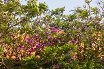 Jacaranda and Bougainvillea in Mediterranean garden, France, Corsica, Cargèse, 15 June 2025