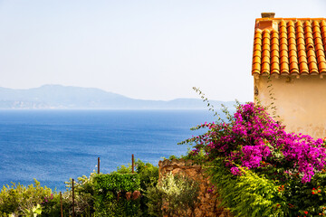 Bougainvillea and sea view near stone house, France, Corsica, Cargèse, 15 June 2025