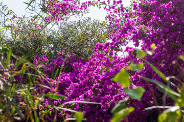 Vibrant Bougainvillea in summer sun, France, Corsica, Cargèse, 15 June 2025