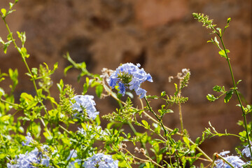 Blue Plumbago flowers in sunlight, France, Corsica, Cargèse, 15 June 2025