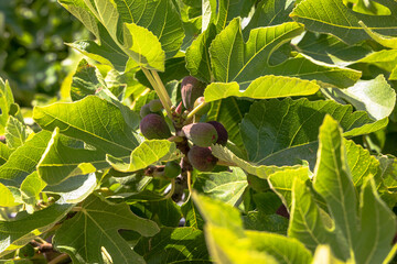 Ripe figs on fig tree France Corsica Carghese 15 June 2025