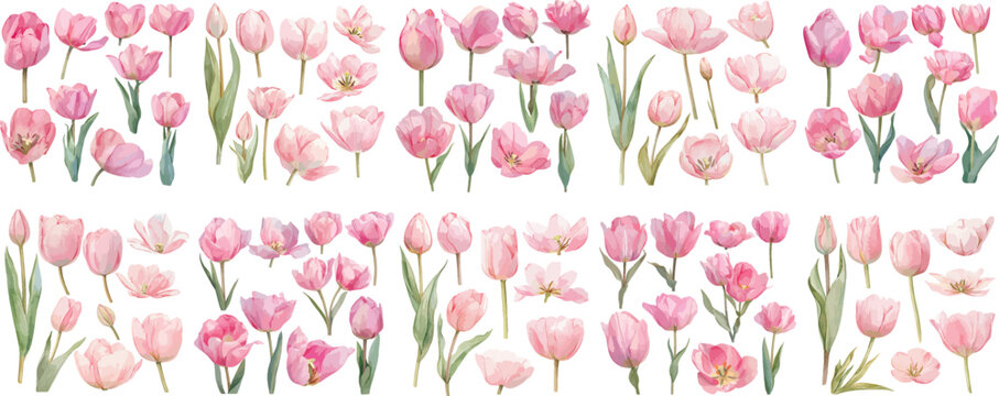  tulip watercolor clipart