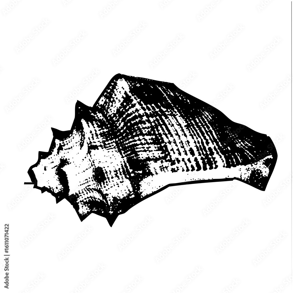 Poster vector detailed of a textured seashell with a spiral form.
