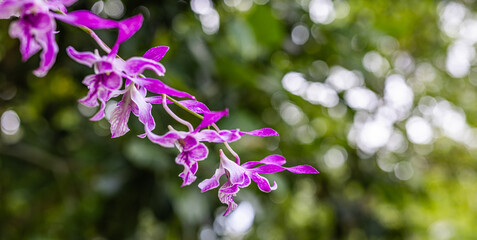 Stunning macro orchid flower with tropical leaves sunlight beams dreamy closeup natural background lush foliage blurred bokeh soft focus colorful petals vibrant bloom exotic plant nature detail