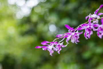 Stunning macro orchid flower with tropical leaves sunlight beams dreamy closeup natural background lush foliage blurred bokeh soft focus colorful petals vibrant bloom exotic plant nature detail