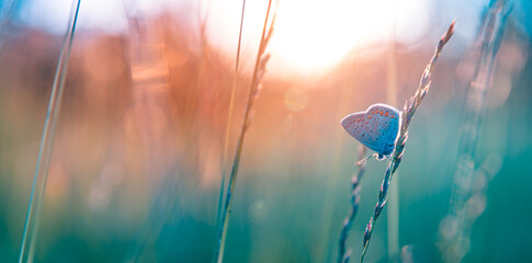  Amazing butterfly closeup macro on grass meadow with sunset light beams dreamy bokeh lush foliage beautiful leaves soft blurred natural background vibrant insect detail in glowing summer nature scene