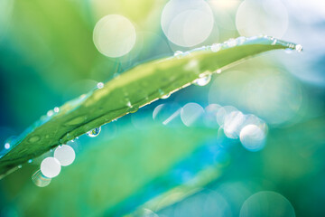 Amazing macro photo of green leaf with rain drops under sunlight at sunset dreamy natural atmosphere closeup water surface soft blurred foliage lush botanical background vibrant fresh nature detail