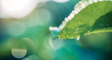 Amazing macro photo of green leaf with rain drops under sunlight at sunset dreamy natural atmosphere closeup water surface soft blurred foliage lush botanical background vibrant fresh nature detail