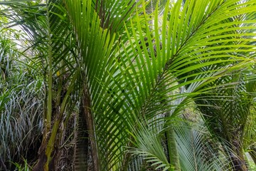 Lush Nikau palms thrive in a New Zealand forest. The vibrant green fronds create a dense canopy, showcasing the beauty of the native flora.