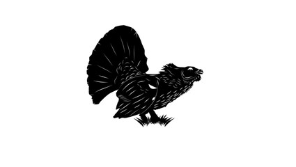 Western Capercaillie bird, black isolated silhouette