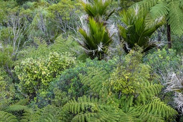 Lush ferns and nikau palms thrive in the dense rainforest of New Zealand. The diverse flora...