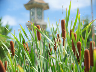 ウィンナーみたいな草