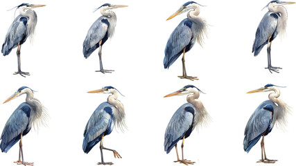 Obraz premium heron watercolor clipart