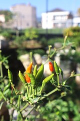 Chili Plants Are Bearing Fruit