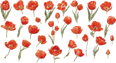  tulip watercolor clipart