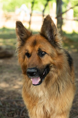 A ginger German Shepherd. An extreme close-up portrait.