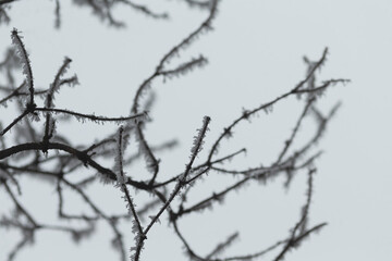An artistic black and white photograph showcases a bare tree branch that is devoid of leaves,...