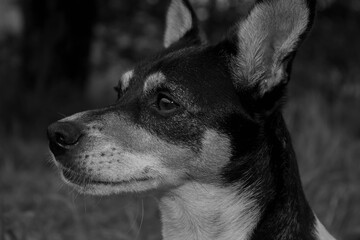 Retrato a un perro. 