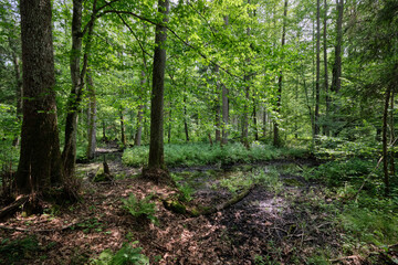 Late springtime deciduous forest by Perebel River