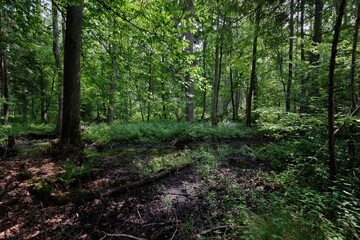 Late springtime deciduous forest by Perebel River