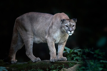 Cougar (Puma concolor) also known as mountain lion is observing, Portrait of beautiful puma in...