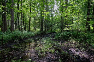 Obraz premium Late springtime deciduous forest by Perebel River