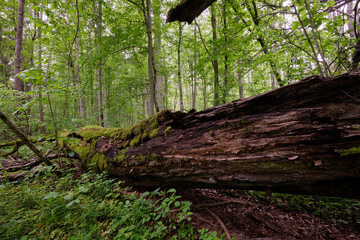 Late springtime deciduous forest with fresh green rich trees around
