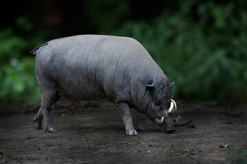 North Sulawesi babirusa (Babyrousa celebensis) in the forest, Babirusa is a genus of pig found in...