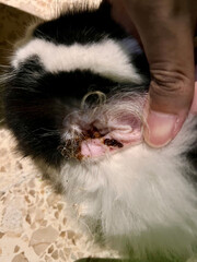 Close-up of a cat’s ear infected with ear mites. Shows dirt buildup and irritation, ideal for veterinary, pet health, parasite treatment, and animal care awareness content.