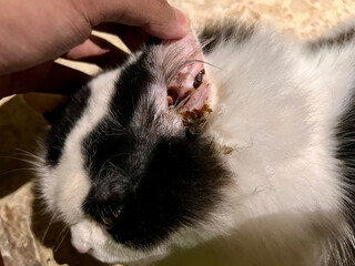 Close-up of a cat’s ear infected with ear mites. Shows dirt buildup and irritation, ideal for veterinary, pet health, parasite treatment, and animal care awareness content.