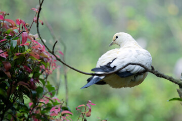  a Pied imperial pigeon (Ducula bicolor) on branch, Nature wildlife image of pied imperial pigeon (Ducula bicolor) on branch