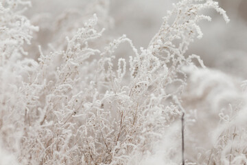 This is a captivating closeup view of a vast field where tall grasses are completely covered in a...