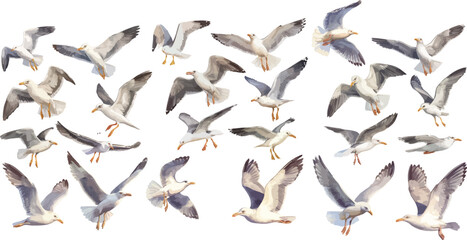 seagull watercolor clipart