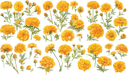 marigold watercolor clipart