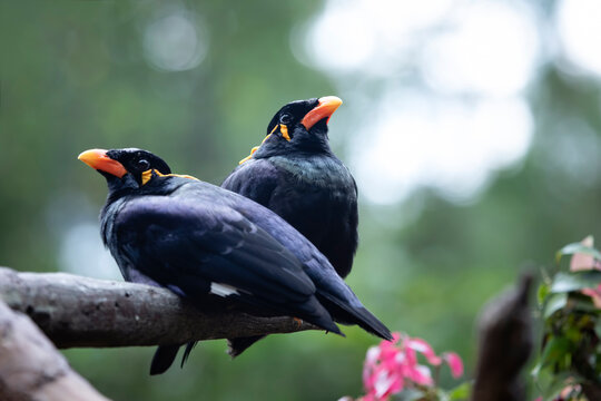 a pair common hill myna (Gracula religiosa) or the hill myna bird perched close up on branch
