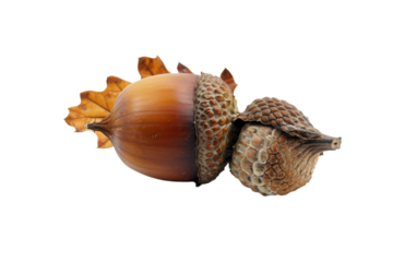 Two acorns isolated on transparent background