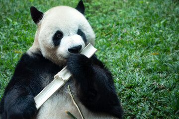 Fototapeta premium Giant pandas are seen happily eating bamboo, Giant Panda (Ailuropoda melanoleuca) eating bamboo
