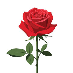 Vibrant red rose with green leaves, isolated on white background.