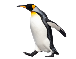 Seated Emperor Penguin in Profile with Head Tilted Upward, Black and White Plumage, Transparent Background