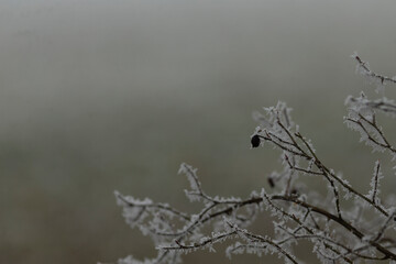 A tree branch heavily adorned with a thick layer of frost on an incredibly foggy day that creates a beautiful winter scene