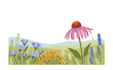 Colorful Wildflower Meadow Illustration: Echinacea, Blue Flowers, Orange Flowers and Green Grass, with Background Hills and Open Sky for Text Overlay or Design.