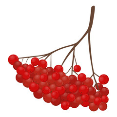 Vector illustration of vibrant red berries clustered on a brown branch. The simple and detailed artwork showcases the natural look of the berries and twigs, ideal for nature-themed designs
