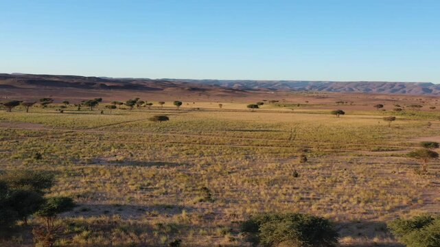Moroccan sahara desert drone footage, Acacia tree dry river merzouga desert 