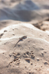 Gobi lizard on sand on sunny day, shadows, vertical image