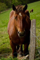 Naklejka premium Un retrato de un caballo en la naturaleza en color. 