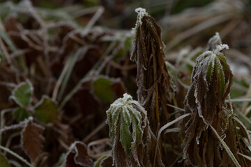 This is a detailed closeup of a beautiful plant that has frost delicately settled on its leaves and...